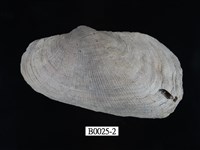 藏品(扭魁蛤)的圖片